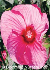 Hibiscus Cordial 'Brandy Punch'